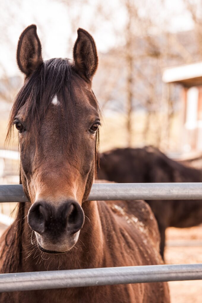 Retrato potrero Retrato perfil frontal de un caballo